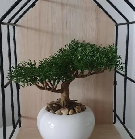 Nahrstedt فالديك